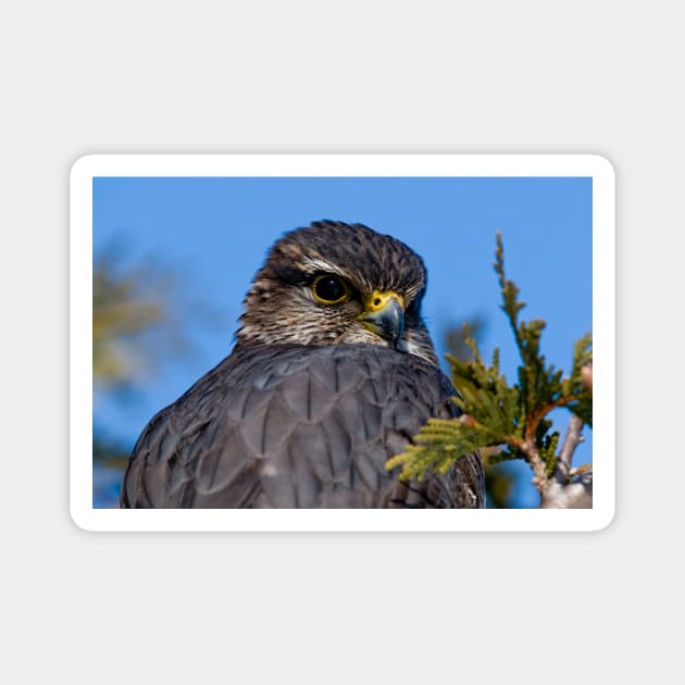 Merlin Falcon - Merlin - Magnet | TeePublic