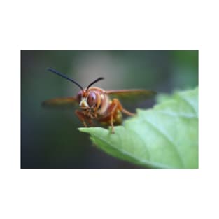 Closeup of a Cicada Killer T-Shirt