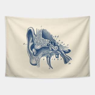 Inner Ear Anatomy Diagram Tapestry