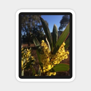 Wattle Flowers Magnet