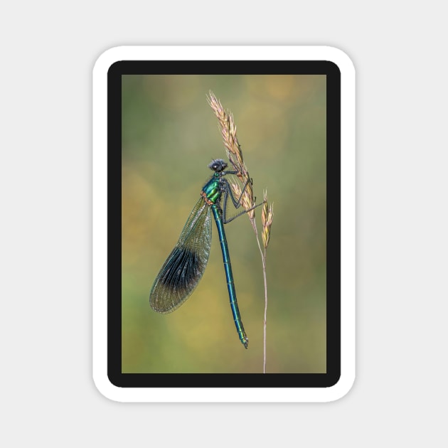 Banded Demoiselle on a Grass Stalk Magnet by TonyNorth