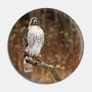 Red-Tailed Hawk Pin