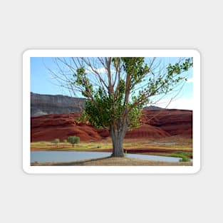 Lonely Tree at the Bighorn Canyon Magnet