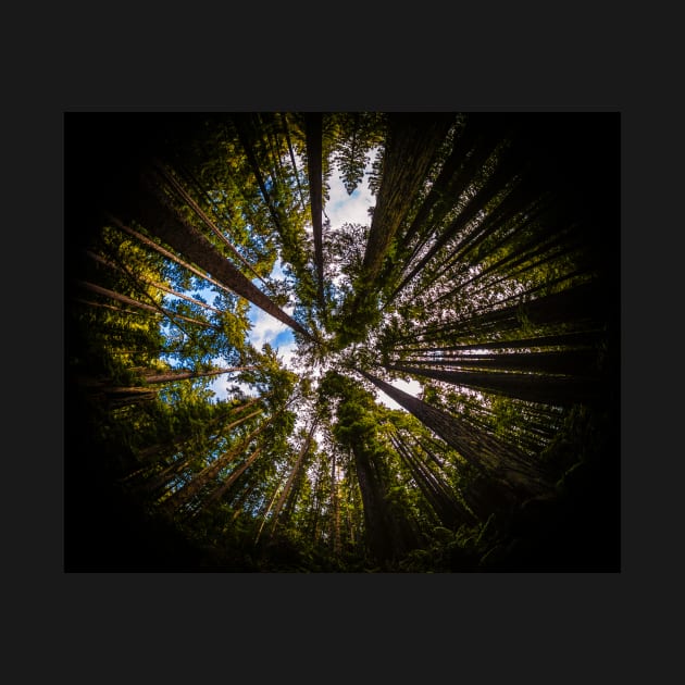 Forest by Fish Eye Lens by JeffreySchwartz