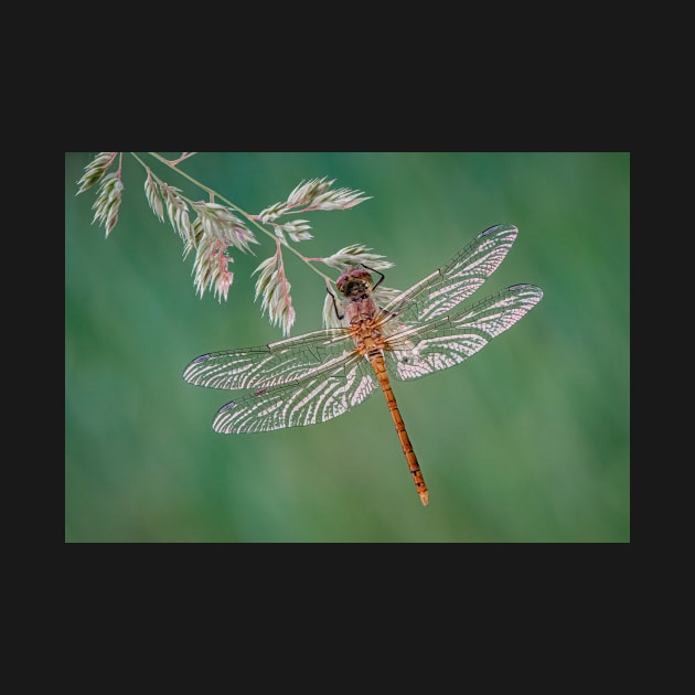 Common Darter Dragonfly on grass by TonyNorth