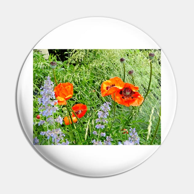 Poppies and Tall Grasses Pin by bobmeyers