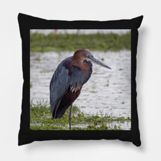 Goliath Heron Pillow