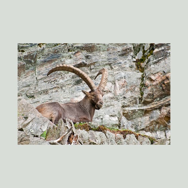 Large Male Ibex by jaydee1400