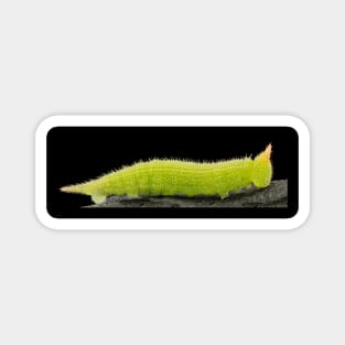 Stunning Macro Photography. Magnet