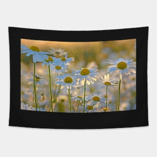 Oxeye Daisies Backlit by the Evening Sun Tapestry