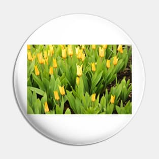 Yellow Tulips Pin