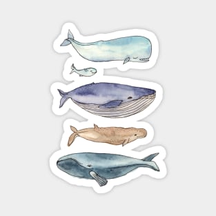 whales family Magnet
