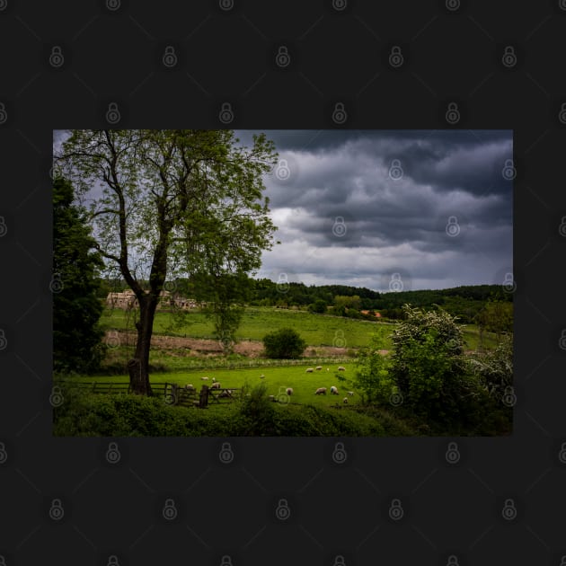 County Durham Countryside Sheep by axp7884