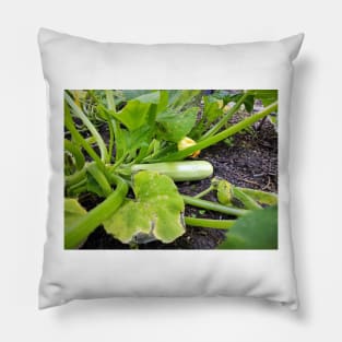 Zucchini Pillow