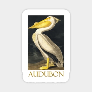 White Pelican by John James Audubon Magnet