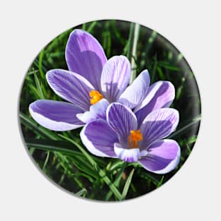 Crocus in the garden Pin