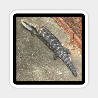 Australian Blue Tongue Lizard ! Magnet