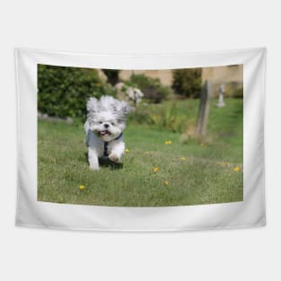 Sammy Shih Tzu Tapestry