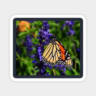 Butterfly of hope Magnet