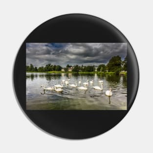 Mute Swans on Carlingwark Loch Photograph Castle Douglas Dumfries and Galloway Pin