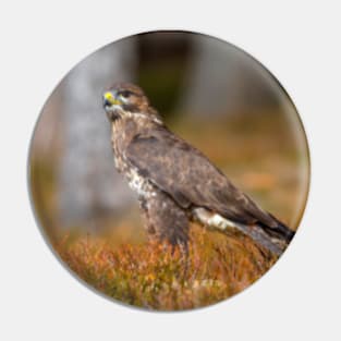 Common Buzzard Pin