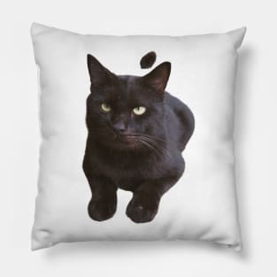 Shadow the Black Cat Pillow