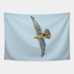 Falconers hybrid Gyr falcon in flight Tapestry