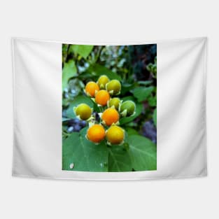 Tasty velvet peach (Solanum abutiloides).Dwarf tree tomato Tapestry