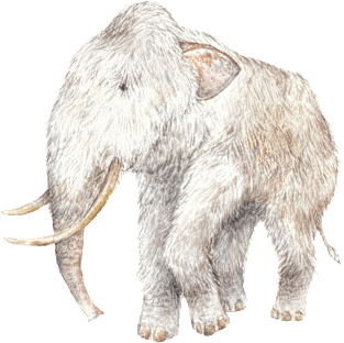 Woolly Mammoth Magnet