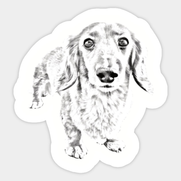 Adorable Long Haired Dachshund Pencil Drawing Longhaired