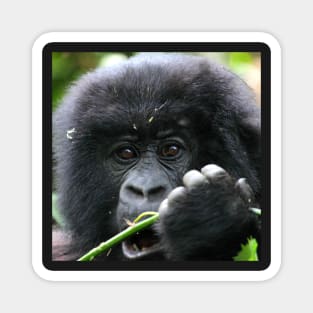 Juvenile Mountain Gorilla, Kwitonda Group, Rwanda, East Africa. Magnet