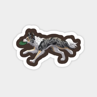 Running Tricolor Slate Blue Merle Border Collie with Frisbee Magnet