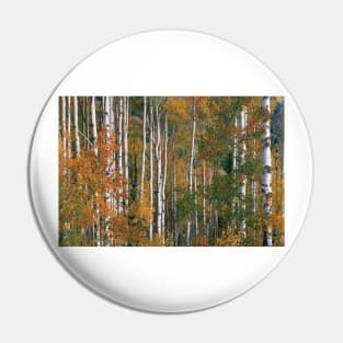 Quaking Aspen Trees In Fall Colors Lost Lake Gunnison National Fores Pin