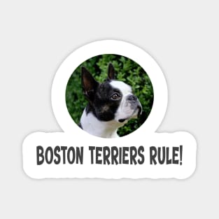 Boston Terriers Rule! Magnet