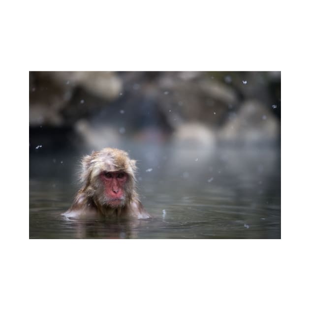 Monkey in Hot Spring by kawaii_shop