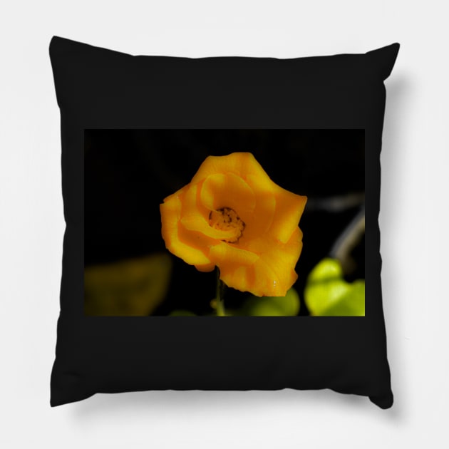 Yellow rose blossom Pillow by kall3bu