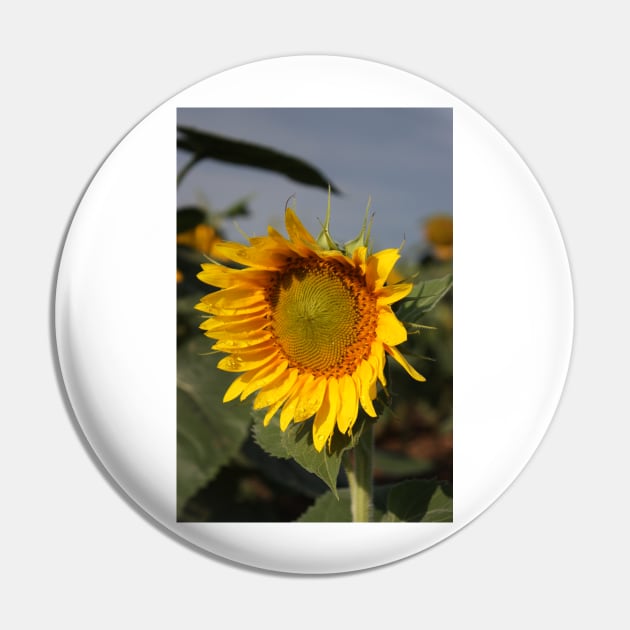 Bright and Colorful Sunflower in a Field Pin by ROBERTDBROZEK