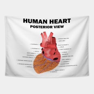 Anatomical Heart Human - Human Heart Posterior View Tapestry
