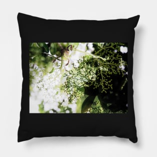 Elderflower blossom in midsummer light Pillow