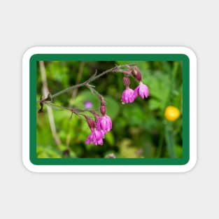 English Red Campion and raindrops Magnet