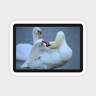 Swan Preening Magnet