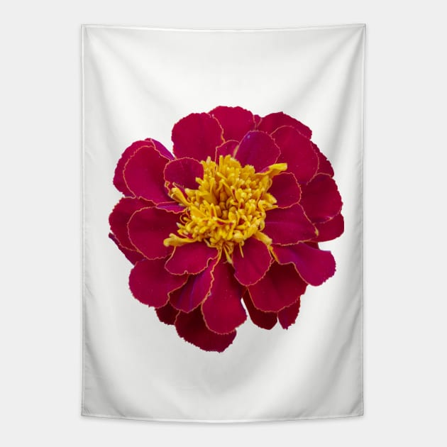 Red Marigold Floral Photo Tapestry by ellenhenryart