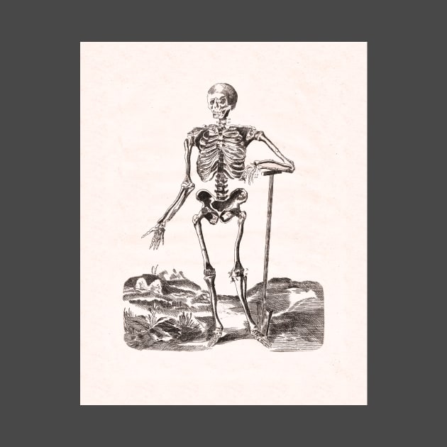 Skeleton Antique Anatomy by AntiqueImages