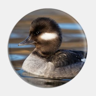 Female Bufflehead Duck at the Lake Pin