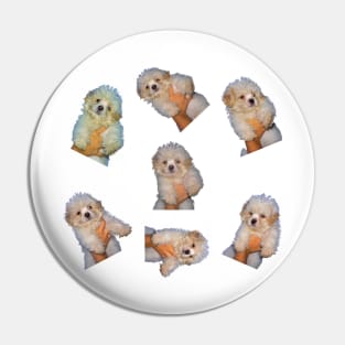 Shih Tzu Puppy Stickers Pin