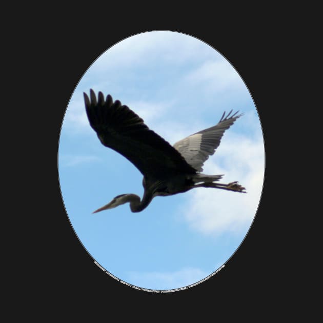 Great Blue Heron Flying Past the Clouds Above Trojan Pond by DlmtleArt