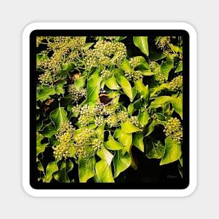 butterfly on green wall Magnet