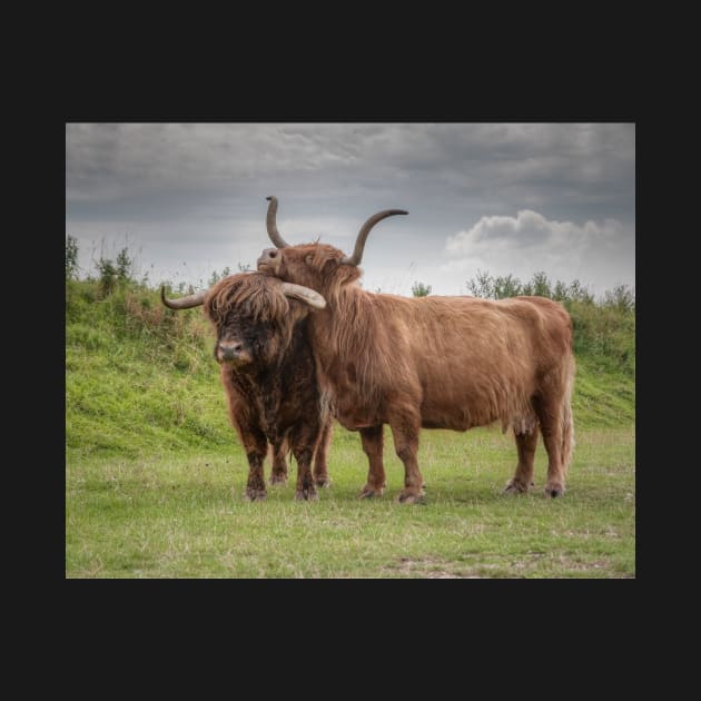 Highland Cows by hton