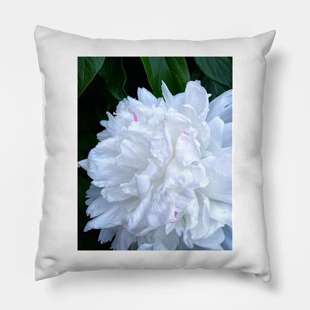 White Peony flower photograph Pillow by art64