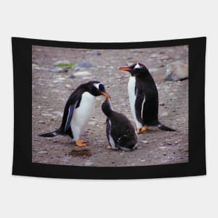 Gentoo Penguin Family Feeding Chick Tapestry